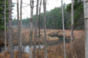 Beavers at work: stream, marsh and woods.